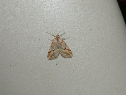 Chesias rufata